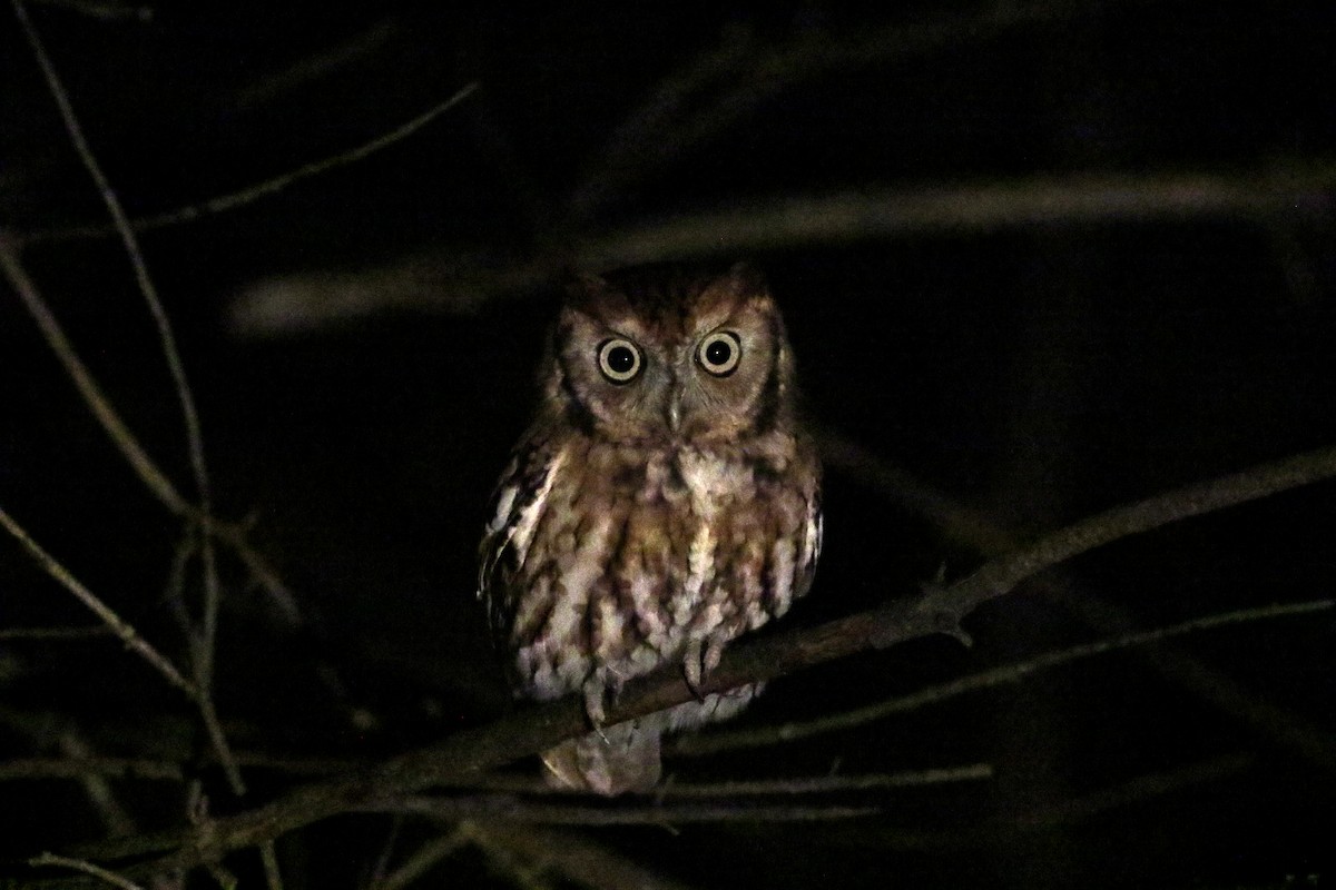 Eastern Screech-Owl (Northern) - ML119209761