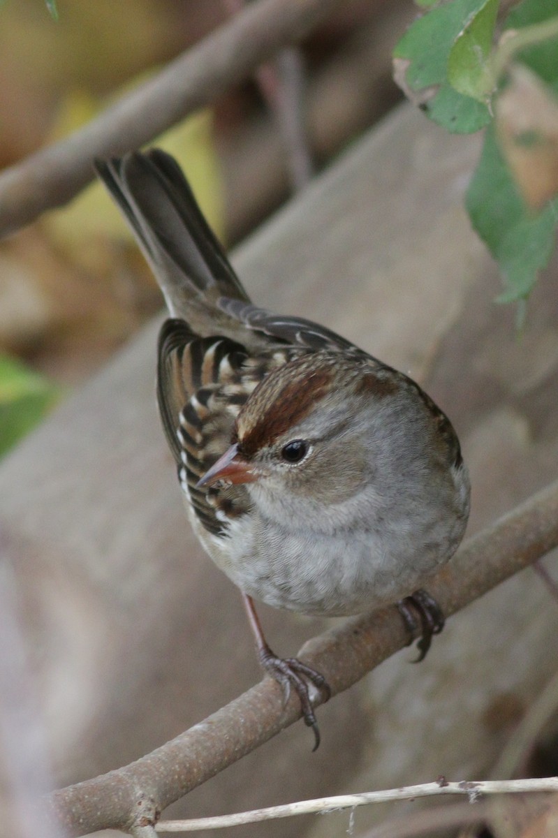 White-crowned Sparrow - Lewis Barnett
