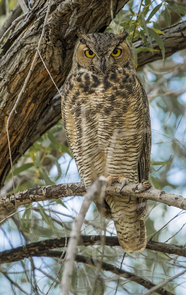 Great Horned Owl - William Richards