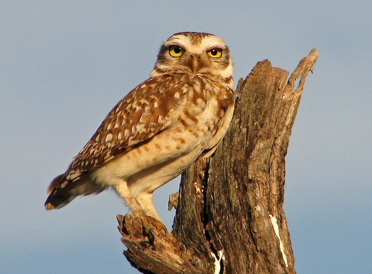 Burrowing Owl - ML119212591