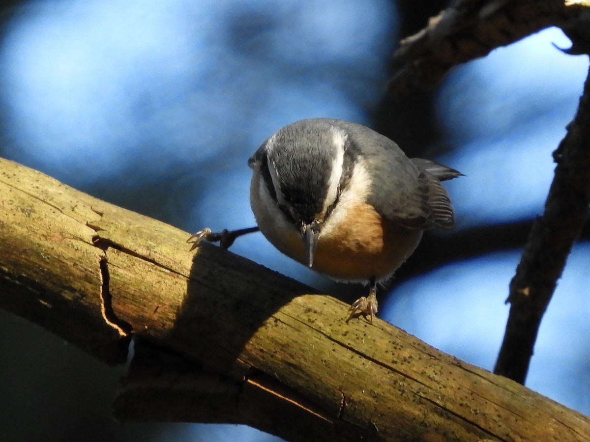 Red-breasted Nuthatch - Bill Lee