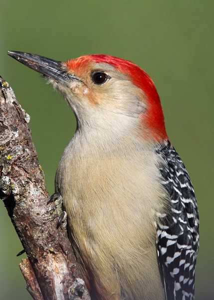 Red-bellied Woodpecker - Lori Widmann