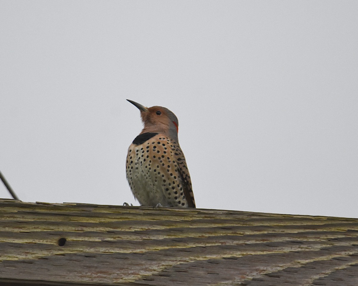Northern Flicker (Yellow-shafted) - ML119215241