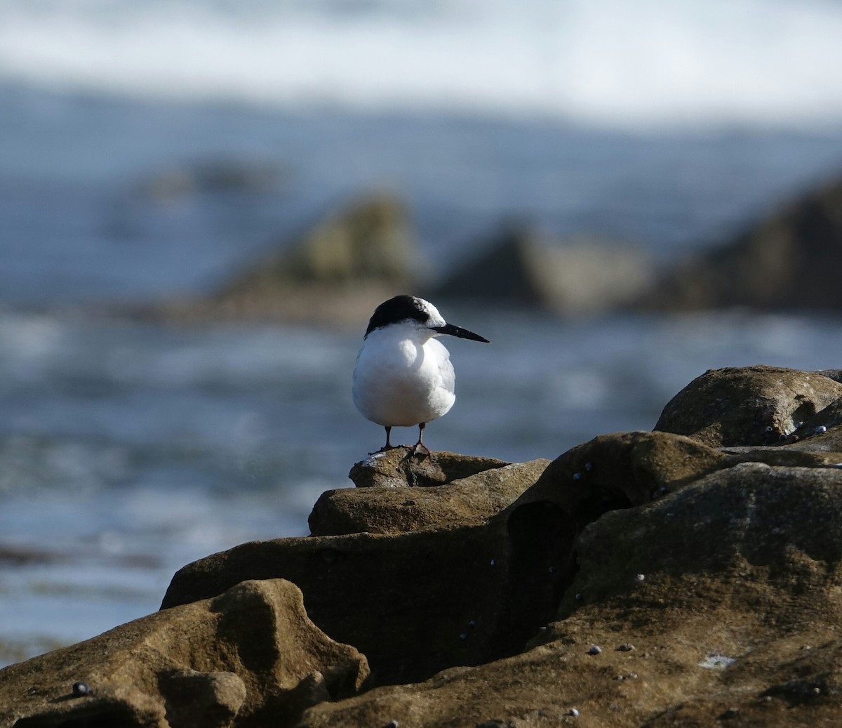 White-fronted Tern - Kerry Allen