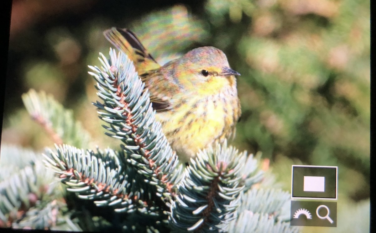 Cape May Warbler - ML119224891