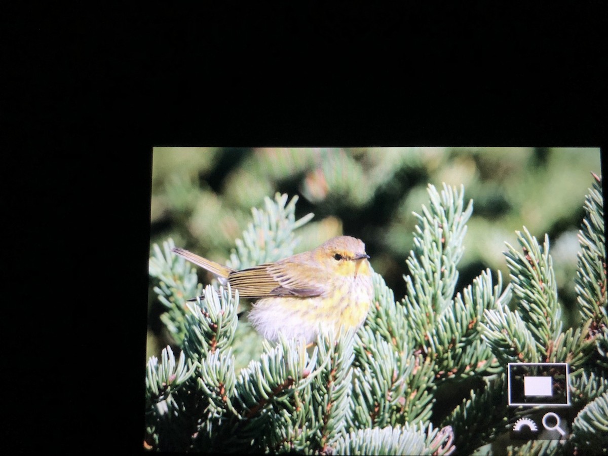 Cape May Warbler - ML119224911