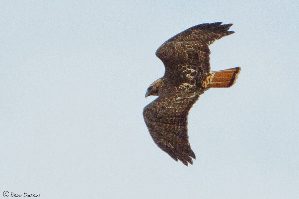 Red-tailed Hawk - Bruno Duchesne