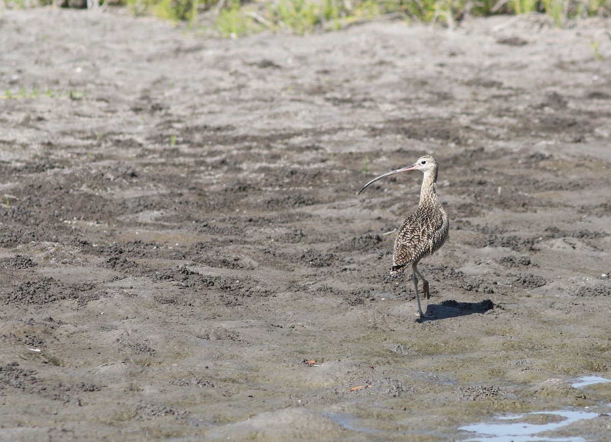 Long-billed Curlew - ML119226291