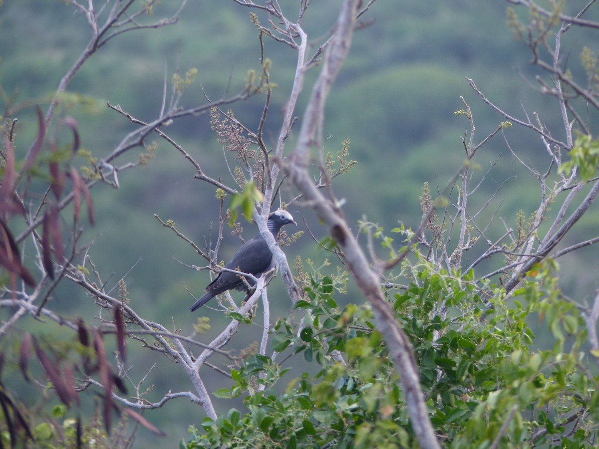 White-crowned Pigeon - ML119226921