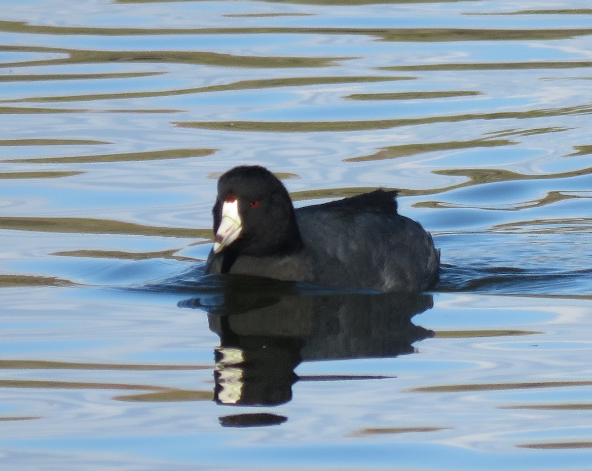 American Coot (Red-shielded) - ML119227611