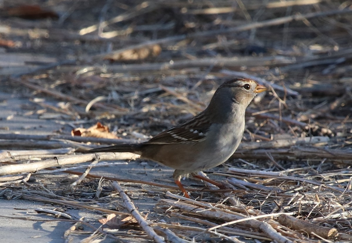 White-crowned Sparrow - ML119230091