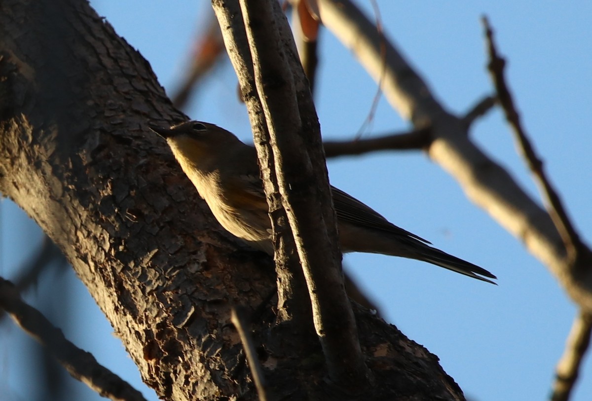 Yellow-rumped Warbler (Audubon's) - ML119230551