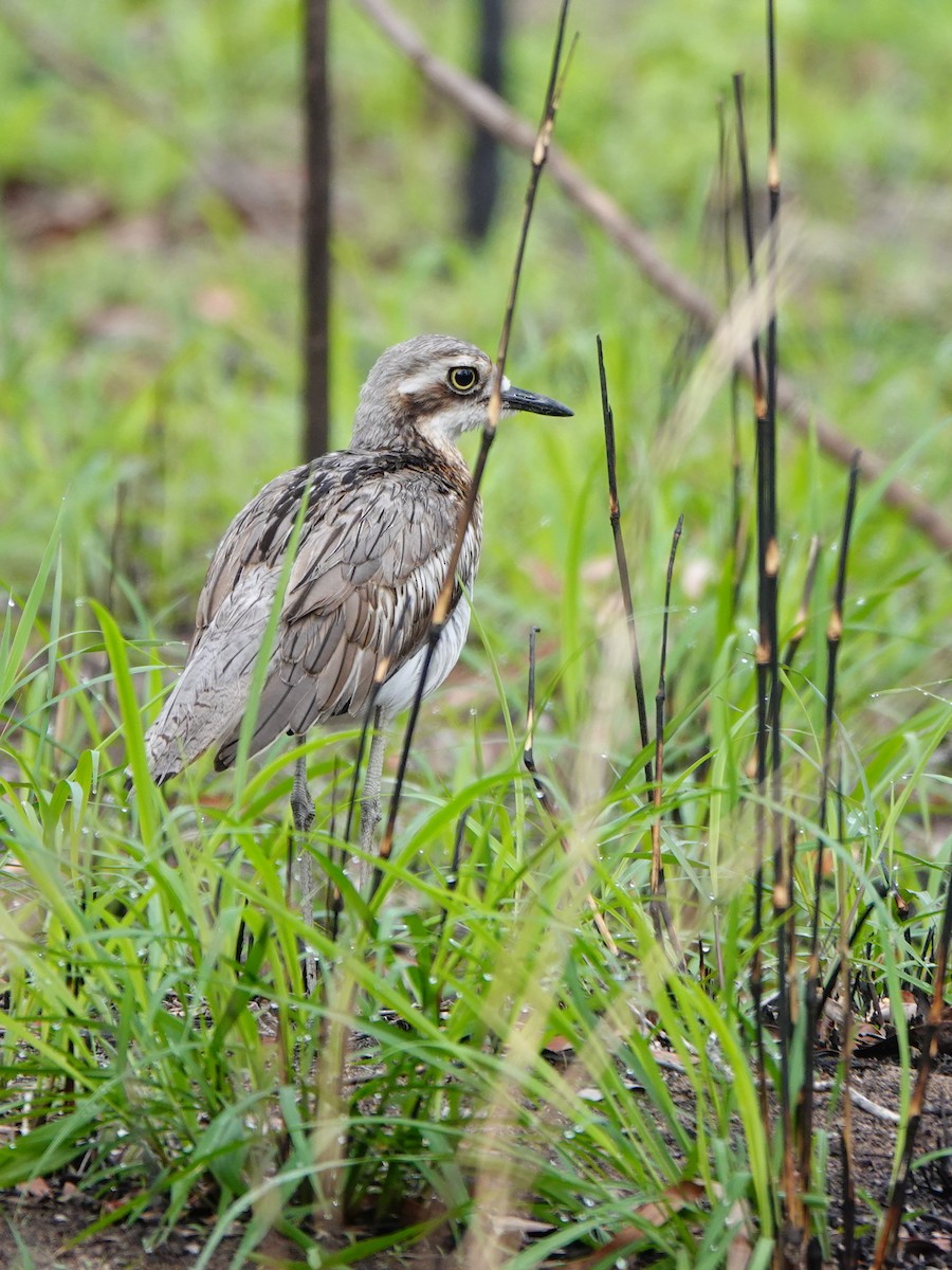 Bush Thick-knee - Len and Chris Ezzy