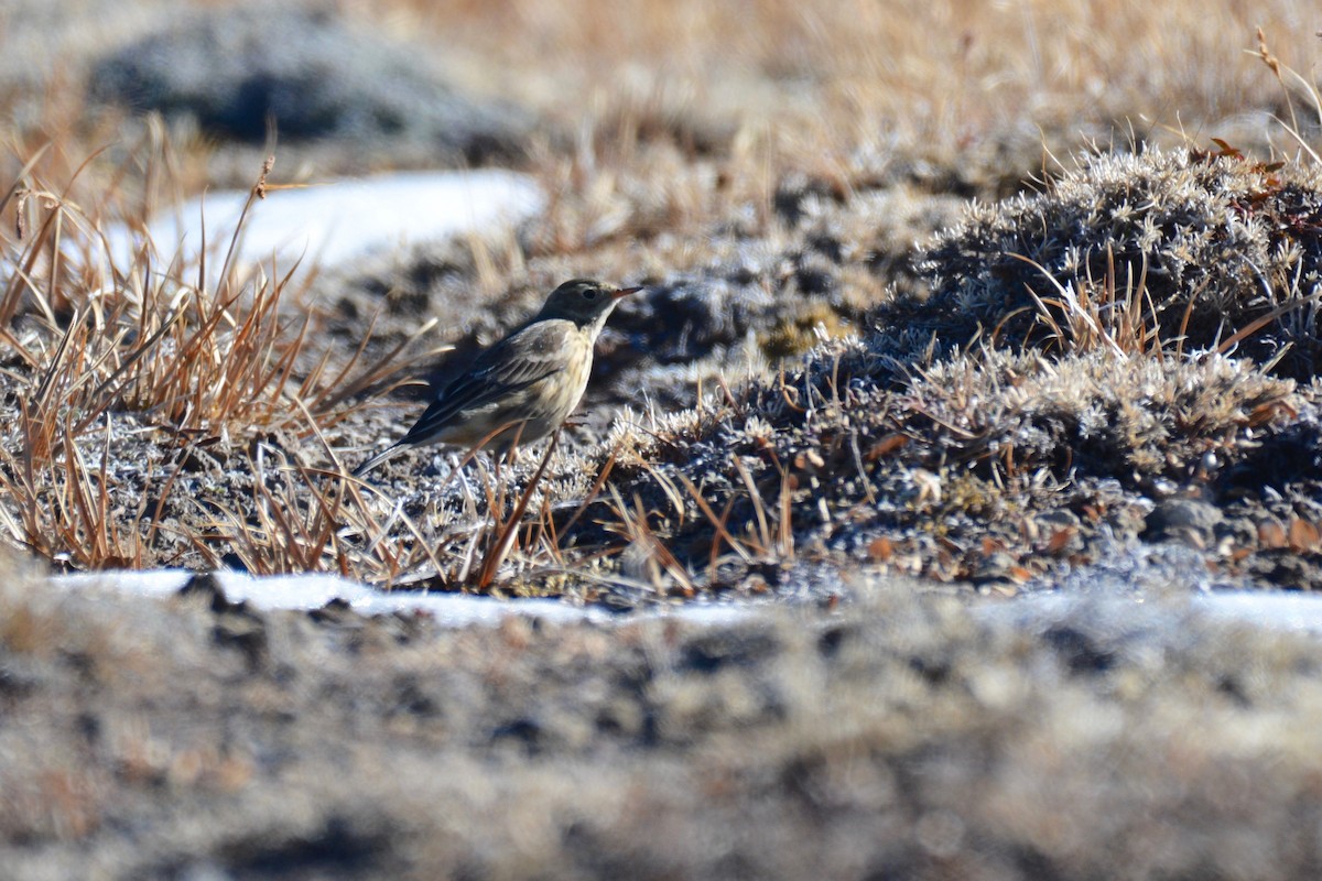 American Pipit - Will Brooks