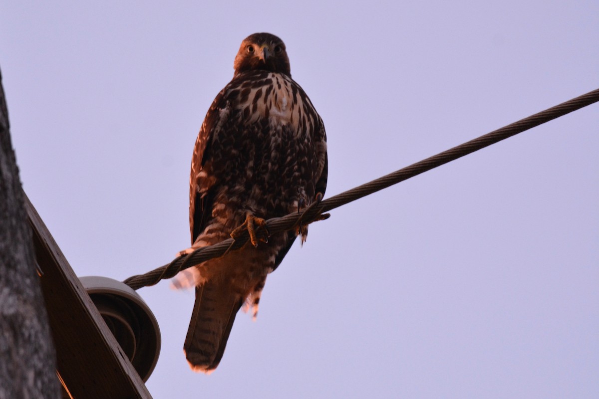 Red-tailed Hawk (Harlan's) - Will Brooks