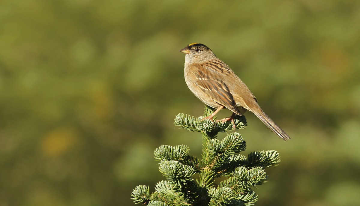 Golden-crowned Sparrow - ML119232111