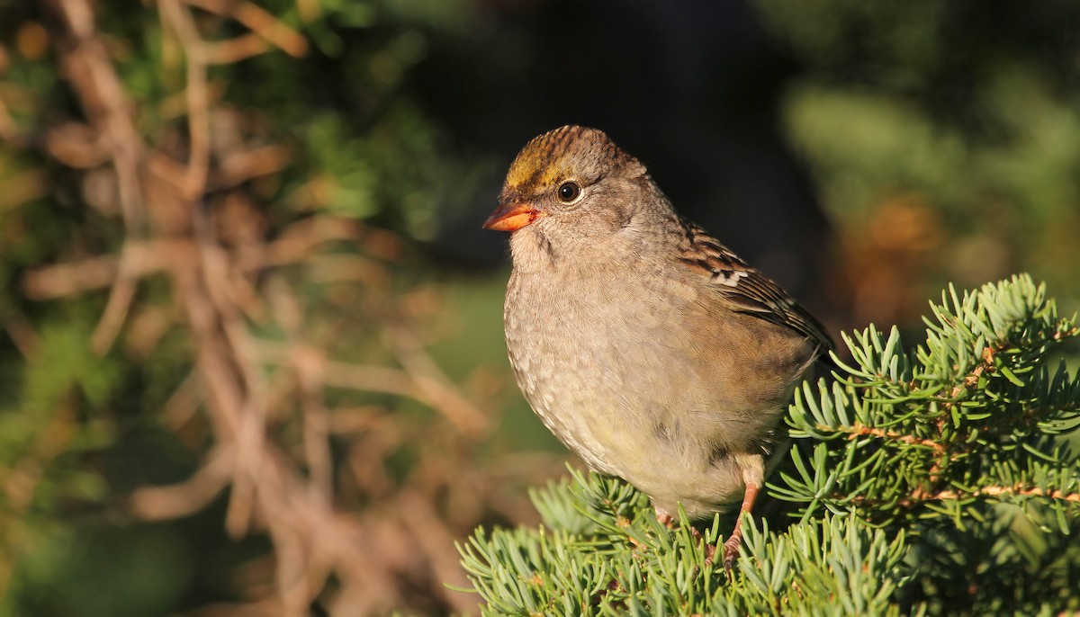 Golden-crowned Sparrow - Ryan Schain