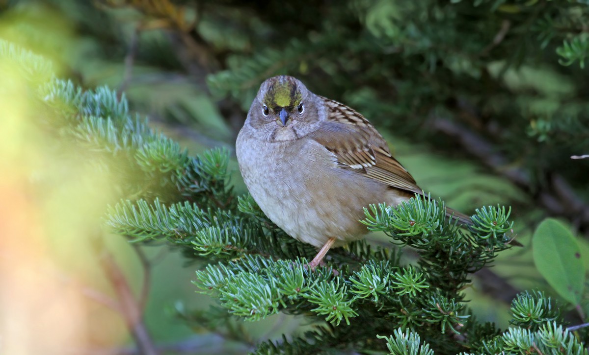 Golden-crowned Sparrow - ML119232181