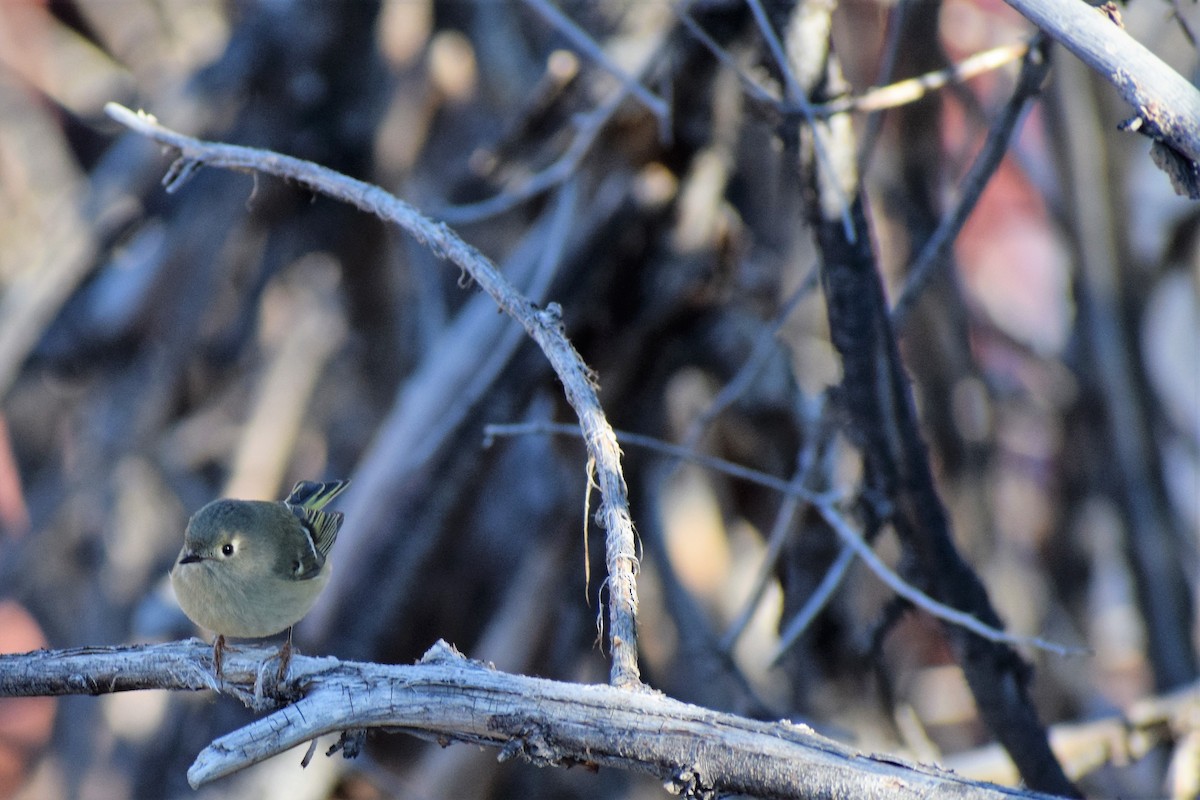Ruby-crowned Kinglet - James McCall