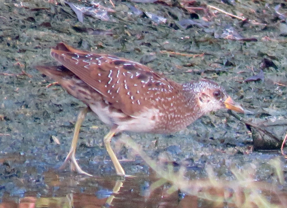Spotted Crake - ML119236461