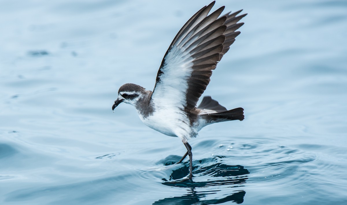 White-faced Storm-Petrel - Leslie Feasey