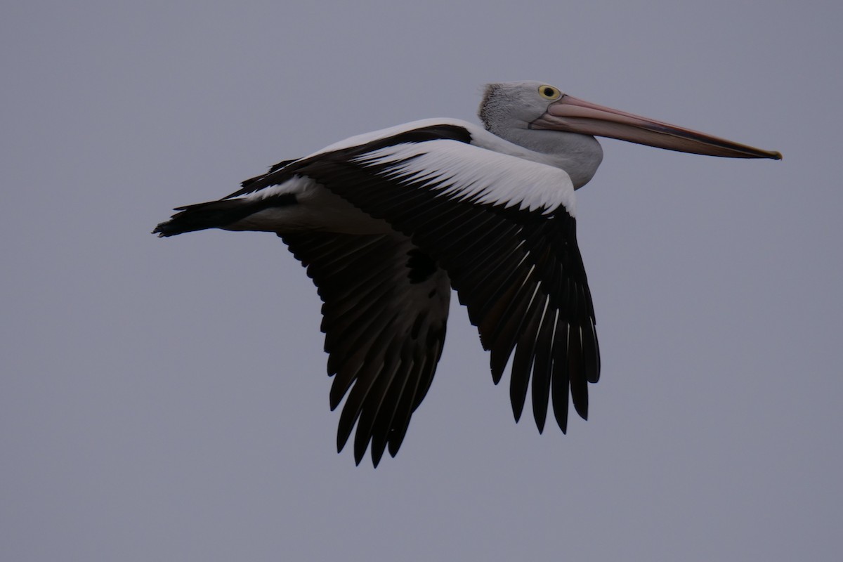 pelikán australský - ML119238281