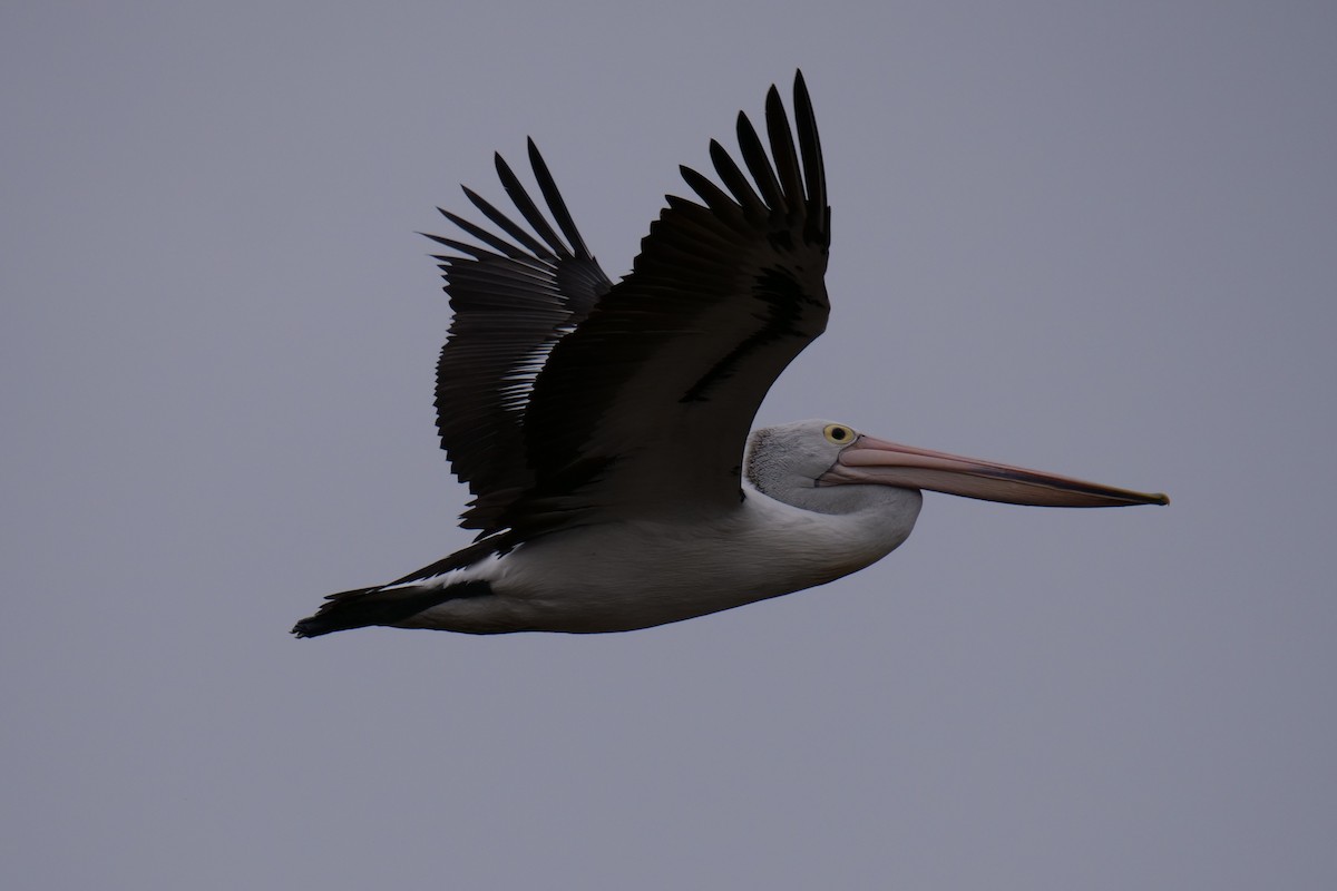 pelikán australský - ML119238291
