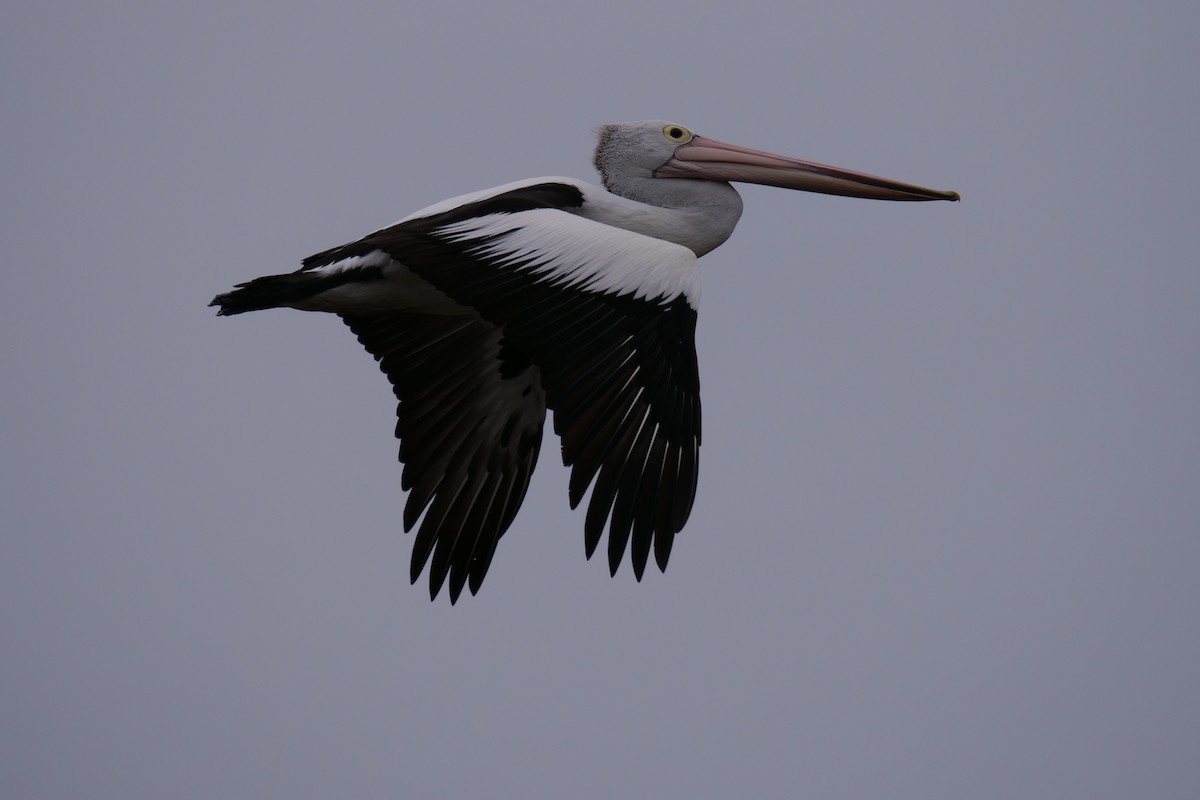 pelikán australský - ML119238301