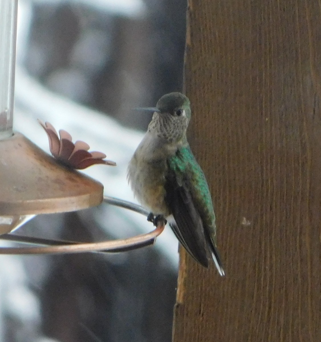 Broad-tailed Hummingbird - ML119239331