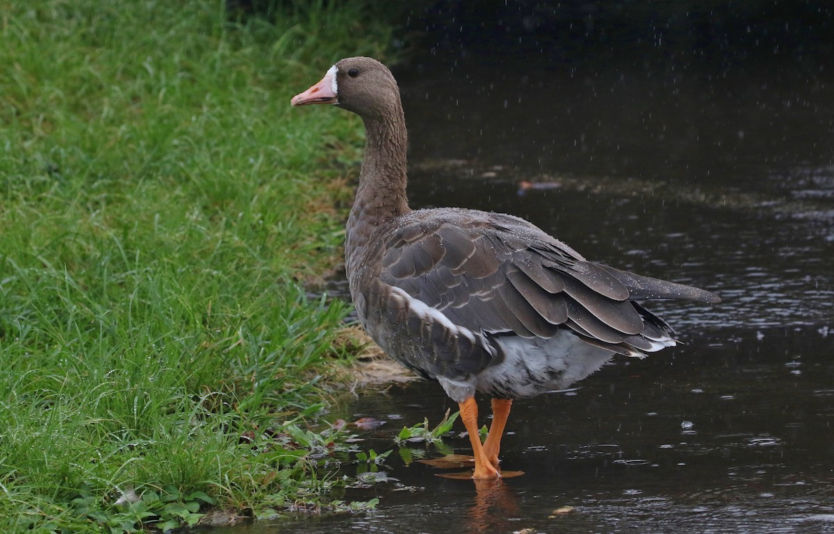 Greater White-fronted Goose - ML119240931