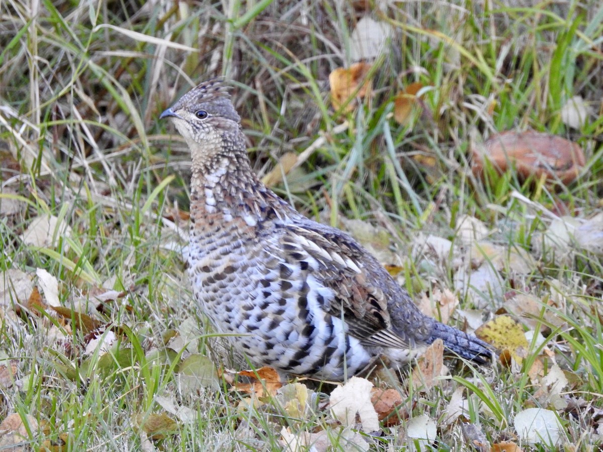 Ruffed Grouse - Kevin Manley