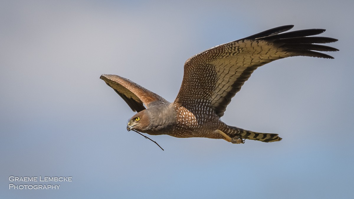 Spotted Harrier - ML119242421