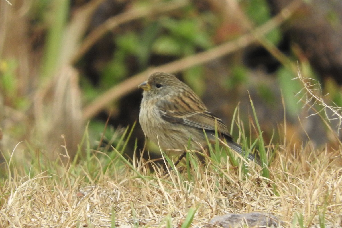 Plain-colored Seedeater - ML119243581