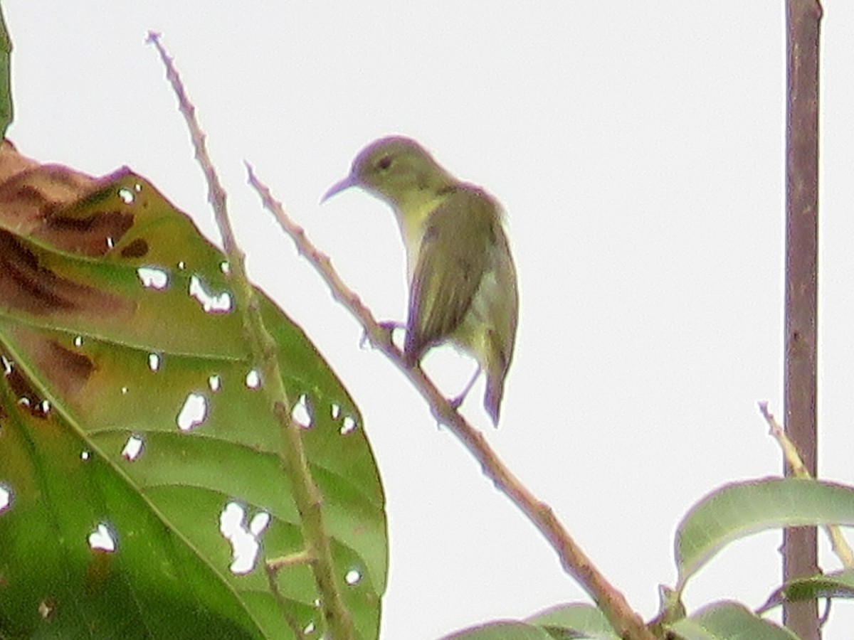 Little Green Sunbird - GARY DOUGLAS