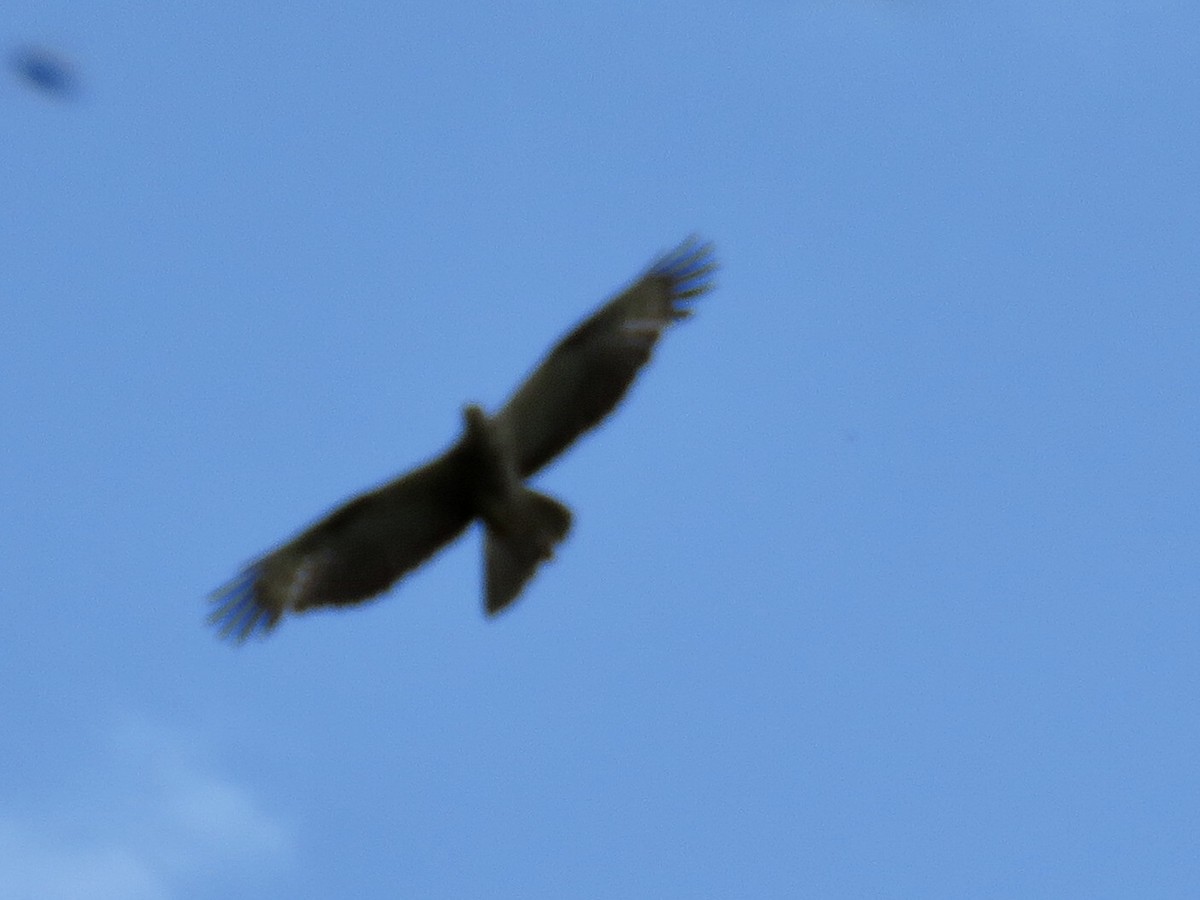 European Honey-buzzard - GARY DOUGLAS
