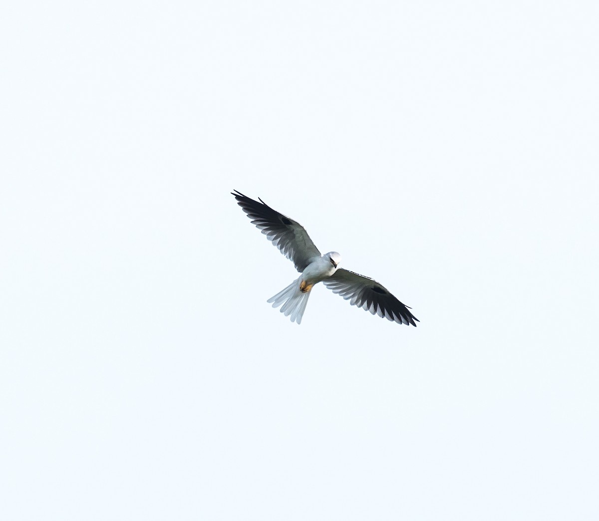 White-tailed Kite - Chase Bonanno