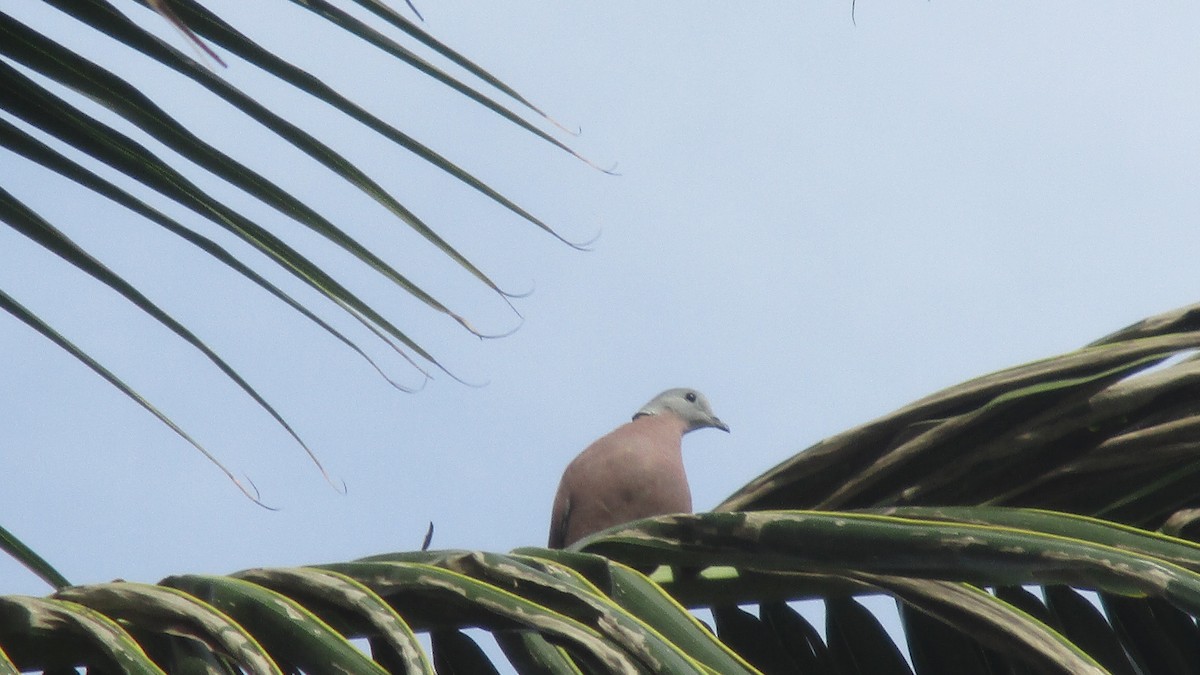 Red Collared-Dove - ML119245341