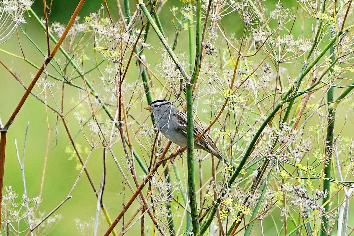 White-crowned Sparrow - ML119249251