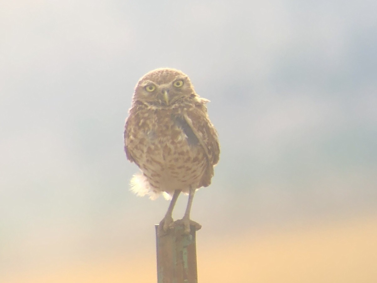 Burrowing Owl - ML119252101