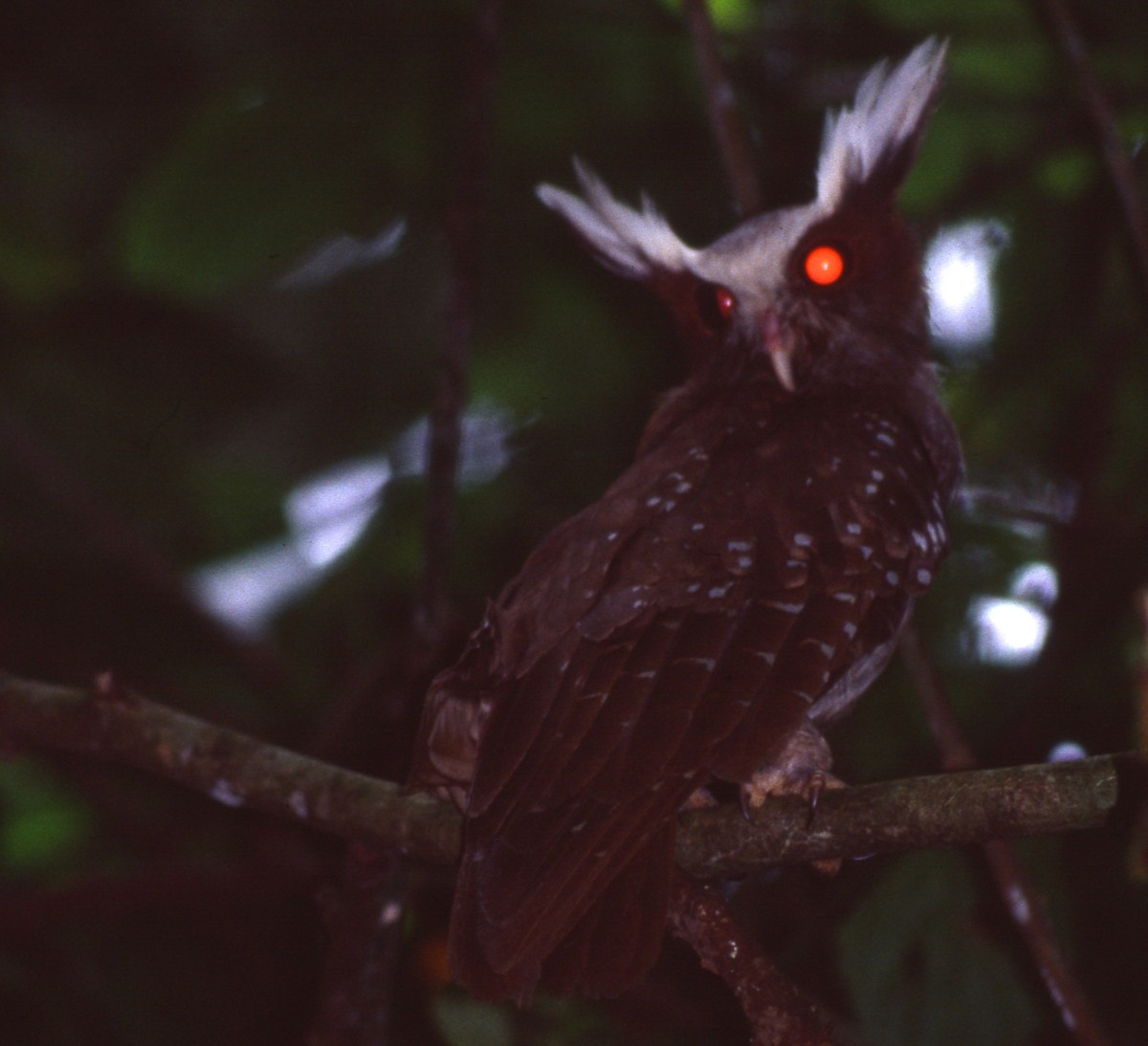 Crested Owl - ML119256351