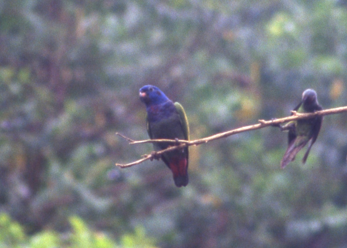 Папуга-червоногуз синьоголовий - ML119256741