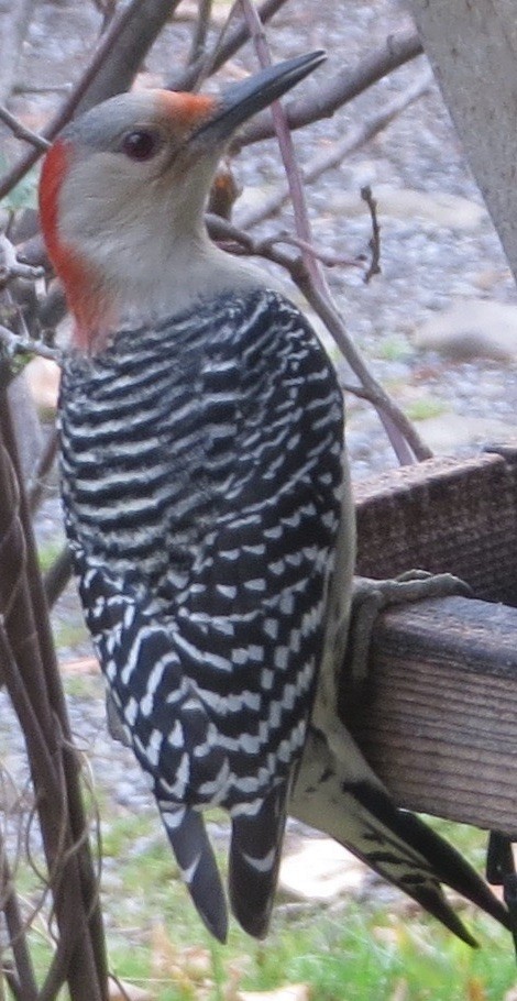 Red-bellied Woodpecker - Tom Schmidt