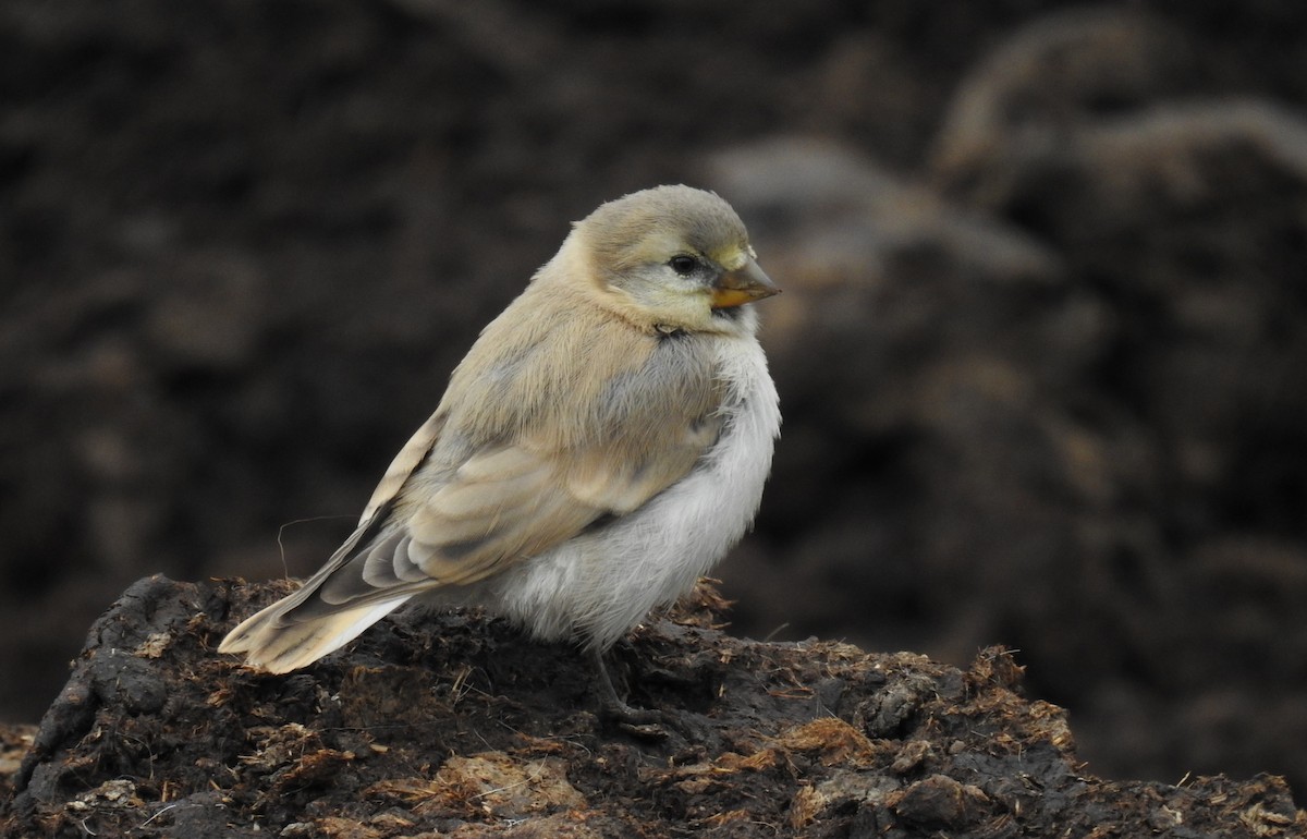 Blanford's Snowfinch - Anonymous