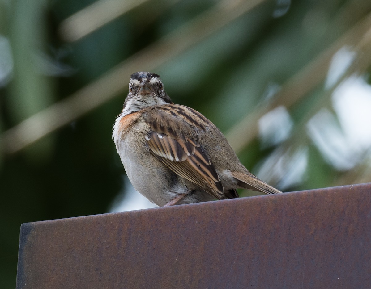 Rufous-collared Sparrow - ML119259591