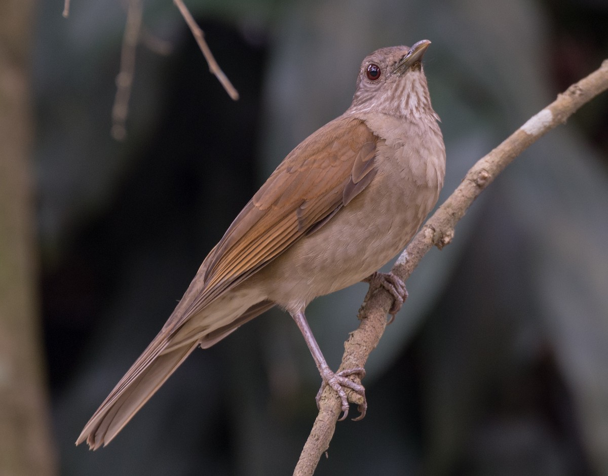 Pale-breasted Thrush - ML119259861