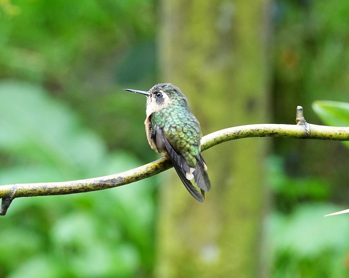Speckled Hummingbird - ML119263021