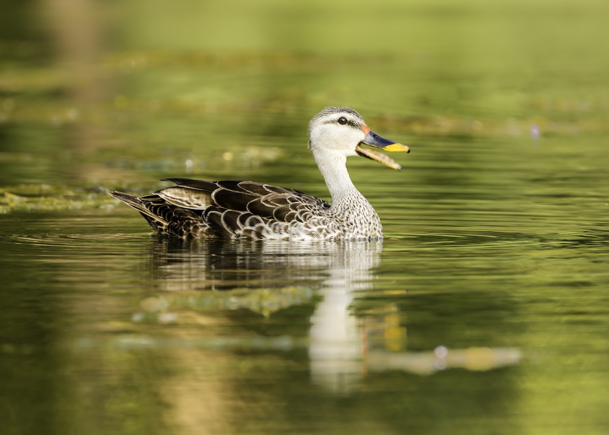 Indian Spot-billed Duck - ML119263641
