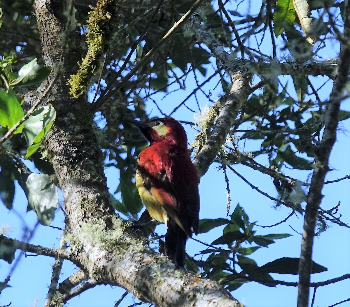 Crimson-mantled Woodpecker - Jaye Rykunyk