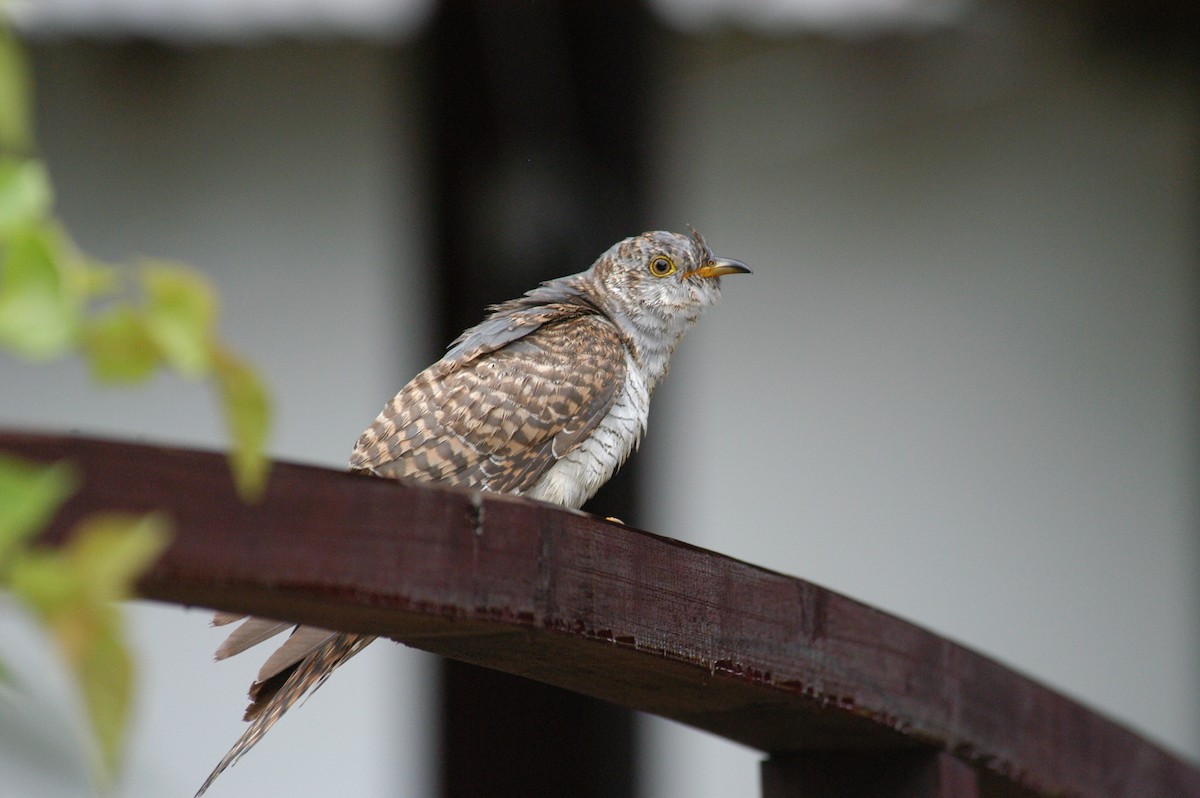 Common Cuckoo - daniel guthrie