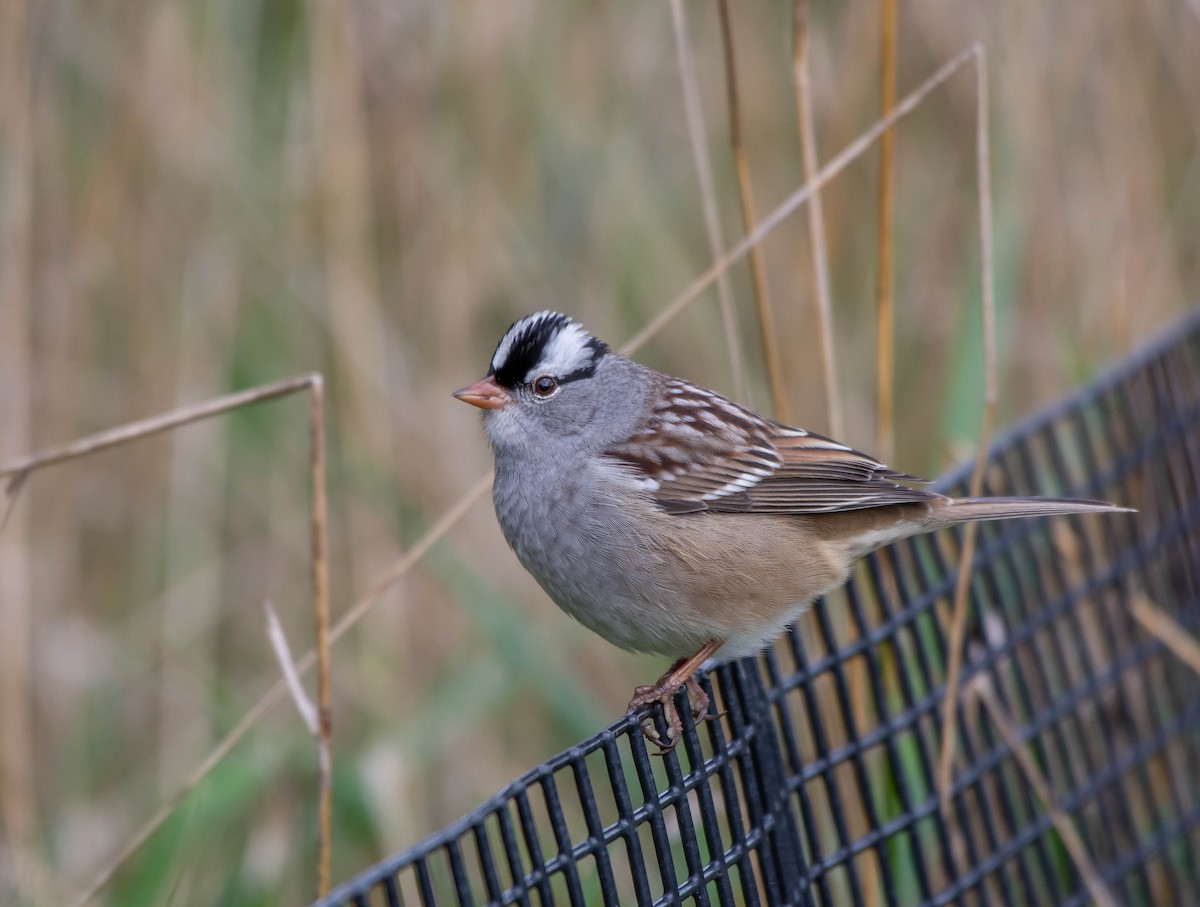 White-crowned Sparrow - Jim Lukancic